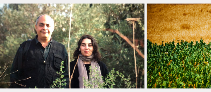 Collage, Left: Abu Saifan, a taller person in a black jacket, next to Salloum, a shorter person with dark hair, wearing a beige scarf, among olive trees. Right: A yellow and green field